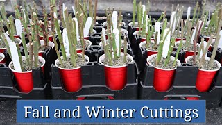 Fall and Winter Cuttings Cool Season Plant Propagation [upl. by Elocin365]