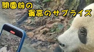 最高のサプライズは、閉園前に、シャンシャンは嬉しくてニコニコ来て、口角上げて何回も見て、ファンと近く迄挨拶に来てくれていました。本当に嬉しいです。＃シャンシャン＃かわいい＃動物 [upl. by Stelu250]