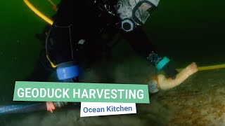 Geoduck Harvesting in Action  Ocean Kitchen [upl. by Sitoiganap460]