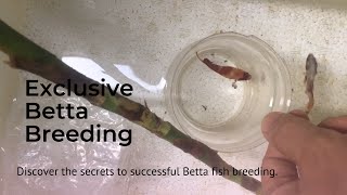 Will this way of breeding betta fish be successful [upl. by Ayad]