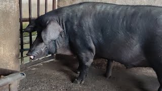 Large Black  Swine Management  pig Husbandry  Agri Life With Dilupa Akalanka [upl. by Laup]