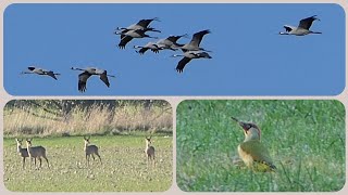 Grünspecht Kraniche Rehe  Beobachtungen am Feldrand 01 Nov 2024 [upl. by Cerracchio]