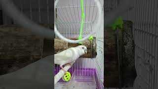 Le encanta jugar así 🤪 budgies bird viralvideo [upl. by Peony]