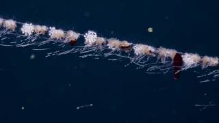 UpClose With a Siphonophore a Colonial Organism  Nautilus Live [upl. by Japheth444]