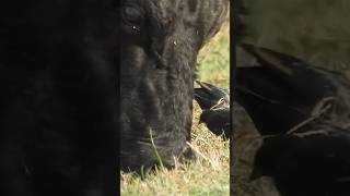 Cowbirds Being Cow Birds [upl. by Scotti]