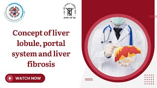 Concept of liver lobule portal system and liver fibrosis [upl. by Aketal]