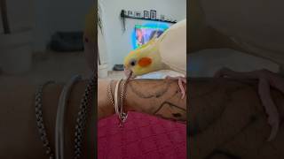 PIOLIN🧡💛 birds ninfa ninfas aves nymph birds calopsita shorts short shortvideo piolin [upl. by Ennaesor]