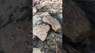 ISLAND SURVIVAL Stingray Barb to Spear Fish [upl. by Natal]