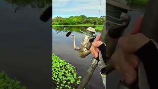 bigfish fishvideos fyp fish omg crazyfish fishinglifeyoutubeshorts shortsvideo [upl. by Laerol334]