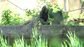 GorillaGorilla Wrestlingyoung gorillas fightingZoo Leipzig [upl. by Llibyc]