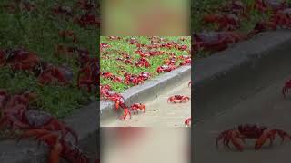 Red Crab Invasion The March to the Sea [upl. by Danczyk]