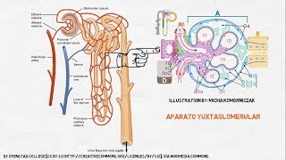 Fisiología Renal La Nefrona [upl. by Neenwahs]