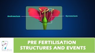 PRE FERTILISATION STRUCTURES AND EVENTS [upl. by Elletnohs]