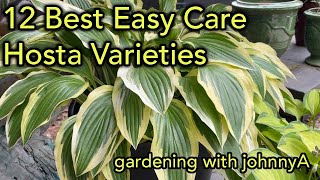 12 Best Easy Care Hostas  Must Have Fast Growing Hosta Varieties for Garden and Container [upl. by Lodge370]