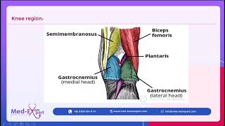 Popliteal fossa  04  FCPS mate  MBBS  MRCP  MD [upl. by Urbannal]