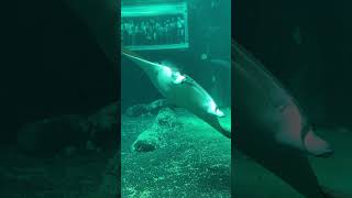 Visite Nausicaa  Le Plus Grand Aquarium D’europehttpsyoutubeAYr4MbCUxYY nausicaa [upl. by Rutan614]