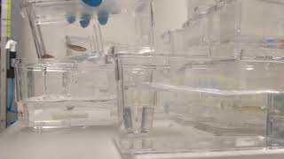 Zebrafish Crossing Basics  Zebrafish Husbandry [upl. by Trinette554]