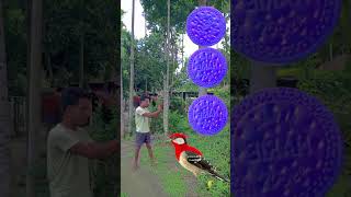 Biscuits Spining Wheels To Wood Pecker Cockatoo Weaver Peewit  Vfx Magic Video shorts trending [upl. by Animehliw]