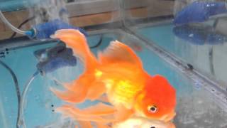 Goldfish After Salt Bath [upl. by Wilkens]