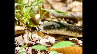 Gray Rat Snake [upl. by Atla]