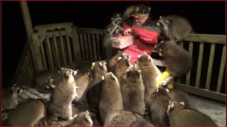 Mobbed by Raccoons 25 Tuesday Night 03 Nov 2020 [upl. by Ingalls]