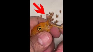 Red cheek fish gives birth to 34 baby fish 🐬😍💪🙏 fish fishing [upl. by Ocimad]