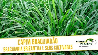 Capim Baquiarão  Braquiária brizantha e seus cultivares [upl. by Aicyle]