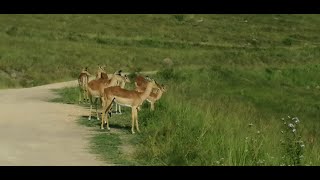 ORIBI GORGE ELANDS PARK [upl. by Melloney793]