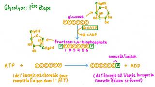 1 La glycolyse  première étape de la dégradation du glucose [upl. by Pamelina631]