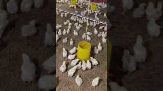 Update ayam jam 3 pagi kandangayam ayam farming ayampotong chicken closehouse birds farm [upl. by Letitia295]