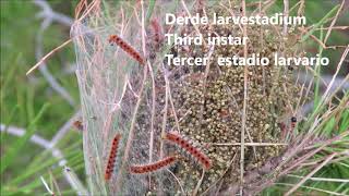 Dennenprocessierups Pine processionary caterpillar Procesionaria del Pino 14 11 2018 [upl. by Notlew]