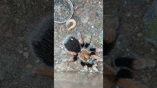 Worlds most docile takedown Aphonopelma bicoloratum female [upl. by Nerreg308]