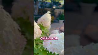 QUICK FIRE FAB hydrangeaгортензияgarden гортензіяflowers parkjardinshortsアジサイhortensiaсад [upl. by Aikat]