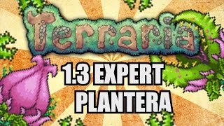 PLANTERA EASY KILL GUIDE Terraria 13 Expert SOLO [upl. by Kwei]