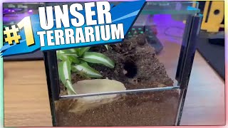 Wir richten UNSER erstes COMMUNITY Terrarium ein für eine VOGELSPINNE [upl. by Nayarb]