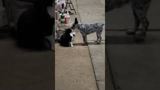 Barn chores are always entertaining cute cat animals catlover horse cattledog heeler acd [upl. by Doty452]