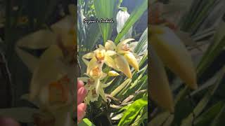 Coelogyne asperata  Papuan Pearly Orchid  Papua Native Orchids anggrekpapua short shortvideo [upl. by Ezirtaeb]