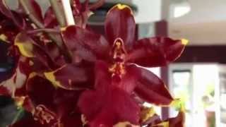 Orchid care Phalaenopsis alternative Colmanara Golden Red Star orchid on Vancouver Island [upl. by Zosima]