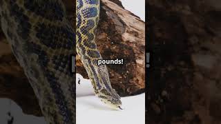 The Largest Snake The Green Anaconda GreenAnaconda LargestSnake WildlifeWonders [upl. by Can]