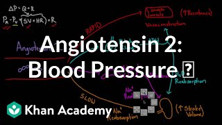 Angiotensin 2 raises blood pressure  Renal system physiology  NCLEXRN  Khan Academy [upl. by Neerbas]