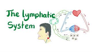 The Lymphatic System All you need to know [upl. by Drucy]