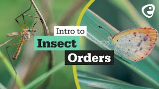 An introduction to Insect Orders [upl. by Hinckley]