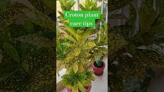 Croton plant care tips  gar gardening tips YouTube shorts nature beautiful [upl. by Krahmer]