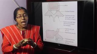 Lecture On Lumbar vertebrae [upl. by Gay]