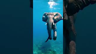 elephant swimming [upl. by Oys]