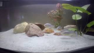 Hungry Piranha and Tiger Barb Fish Eats Living WORM  Aquarium Feeding Time [upl. by Savanna618]