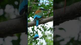 The Mysterious Motmot A Bird with a Unique Tail [upl. by Eytteb]