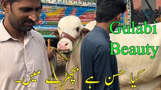 Season 2025 Ka Behtreen Bachra Kya Husan Hay Year Multan Cow Mandi SSTvs [upl. by Namilus374]