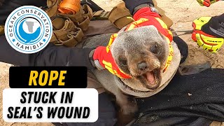 Rope Stuck in Seals Wound [upl. by Weissberg]