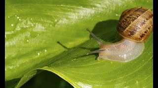 Diferentes maneras para evitar babosas y caracoles  Bricomanía  Jardinatis [upl. by Noet]